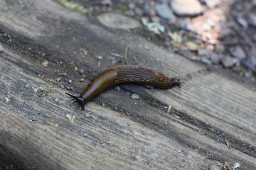 A spanish slug 