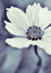 White cosmos flower closeup