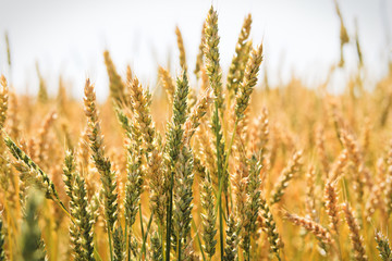 Closeup of ripening wheat kernals in a field