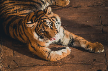  Spectacular portrait of a Bengal tiger