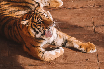  Spectacular portrait of a Bengal tiger