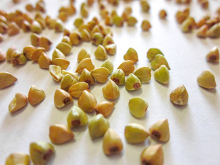 Fototapeta na wymiar Raw green buckwheat groats close up view. Healty ingredient for nutrition diet