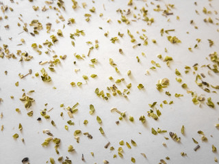 Dried oregano texture background. Spilled aromatic spice.