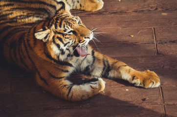  Spectacular portrait of a Bengal tiger