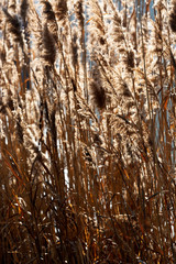 Obraz premium Reeds at Lake Balaton, Hungary