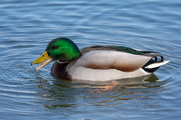 duck in the water