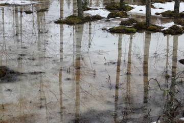 Reflections of birch trees in water