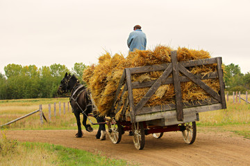 An unknown man on a wagon of hay being pulled by a horse - obrazy, fototapety, plakaty