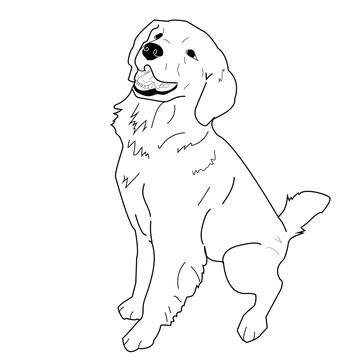 Golden Retriever Vector Illustration Dog Sitting Furry Canine Pet Animal Labrador