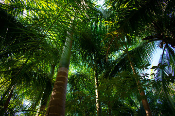 Low angle view on trees in tropical forest in Tulum, Mexico 