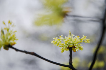 Yellow blossom on tree with space for text