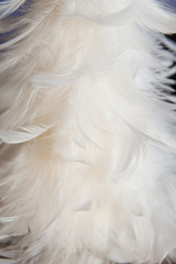 Obraz premium feather texture