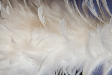 Fototapeta premium Feather texture