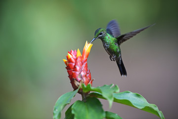 Green-crowned brilliant on flower