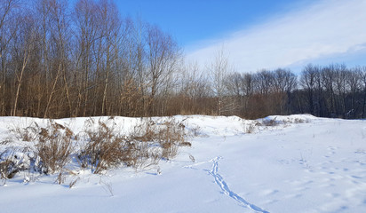 Wood edge in the winter frosty afternoon
