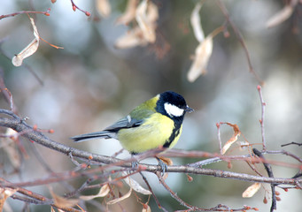 Naklejka premium The titmouse sits on a branch