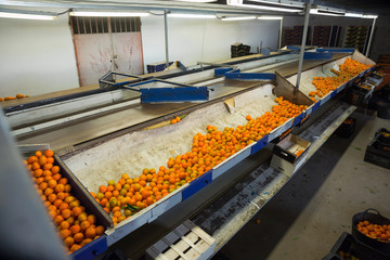 Industrial production sorting line of citrus fruits in packing plant