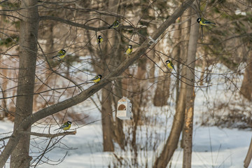 A group of yellow tits birds is in the packaging package feeder house in the park in winter
