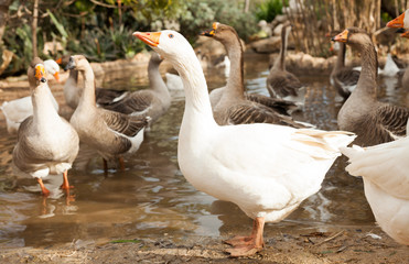 Obraz premium Domestic geese on pond