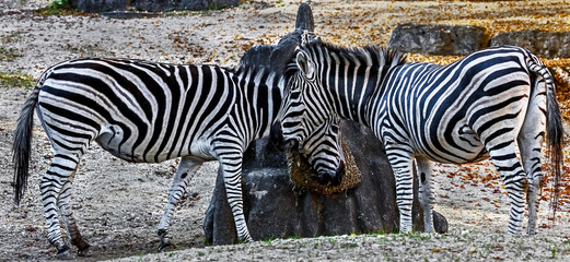 Chapman`s zebra. Latin name - Equus guagga chapmani