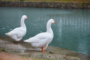 Naklejka na ściany i meble Lake with white and black swans