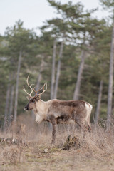 reindeer in the forest