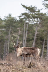 reindeer in the forest