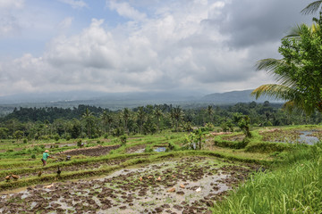 Obraz premium Rice fields on a cloudy day