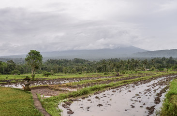 Naklejka premium Palm tree near the rice fields
