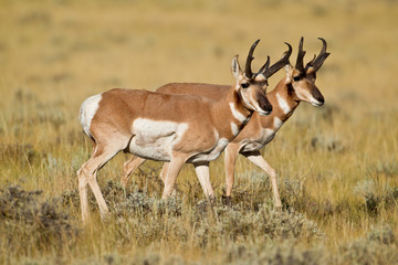 Naklejka na ściany i meble Pronghorn antelope in Wyoming