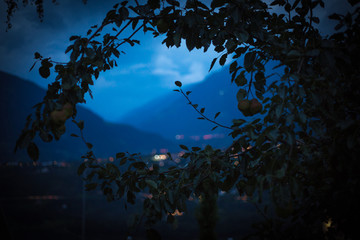 Apfelbaum Südtirol Meran zur blauen Stunde