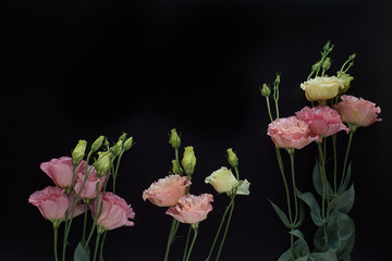 bouquet of pink eustomas on black background