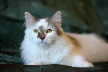 beautiful white fluffy cat with brown