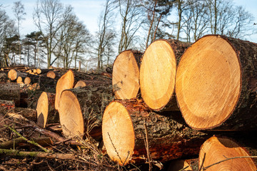 Sawn tree trunks in the Netherlands, province Drenthe nearby the Drentse AA
