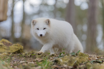 white, fox, mammal, animal, wild, wildlife, cute, fur, natural, nature, arctic, arctic fox, lagopus, vulpes, polar, tundra, northern, portrait, snow, small, svalbard, grass, hunter, furry, gray, habit