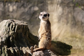 Suricate