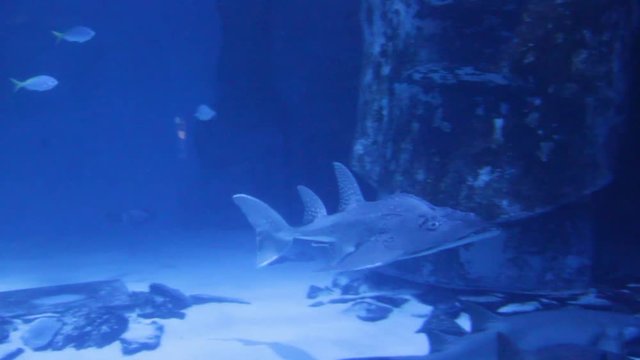 Bowmouth Guitarfish  fish Swims underWater At Aquarium 