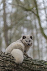 white, fox, mammal, animal, wild, wildlife, cute, fur, natural, nature, arctic, arctic fox, lagopus, vulpes, polar, tundra, northern, portrait, snow, small, svalbard, grass, hunter, furry, gray, habit