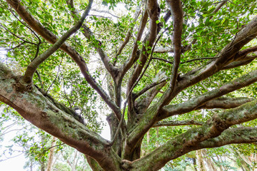 beautiful old trees with huge Roots, standing alone on a grassy hill .Taken on Mt. Eden Auckland, New Zealand