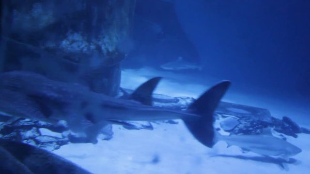 Bowmouth Guitarfish Swims underWater At Aquarium 