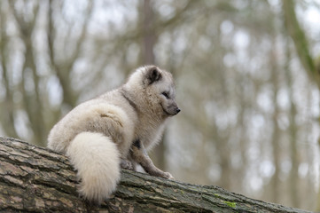 white, fox, mammal, animal, wild, wildlife, cute, fur, natural, nature, arctic, arctic fox, lagopus, vulpes, polar, tundra, northern, portrait, snow, small, svalbard, grass, hunter, furry, gray, habit