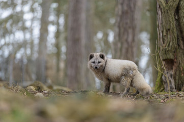 white, fox, mammal, animal, wild, wildlife, cute, fur, natural, nature, arctic, arctic fox, lagopus, vulpes, polar, tundra, northern, portrait, snow, small, svalbard, grass, hunter, furry, gray, habit