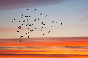 flock of birds in the sunset