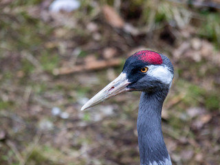 Crane in national park