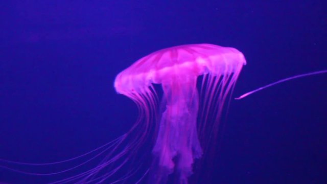 jellyfish sea nettle swimming underwater Japanese sea nettle, Pacific sea nettle, Sea Nettle Jellyfish, alive, animal, aquerium,  brown, brown jellyfish stock footage video clip film