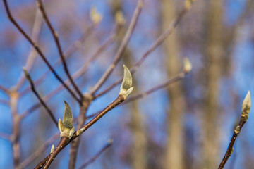 Sleeping Magnolia buds on the branch of a tree in winter, spring is coming.