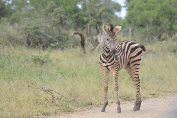 Fototapeta na wymiar A cute and small striped Zebra baby or calf in a game reserve in South Africa