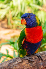 The Rainbow Lorikeet (Trichoglossus moluccanus) with its beautiful colored plumage