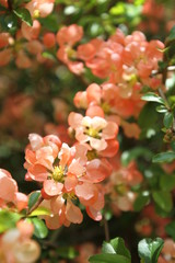 pink flowers on bush