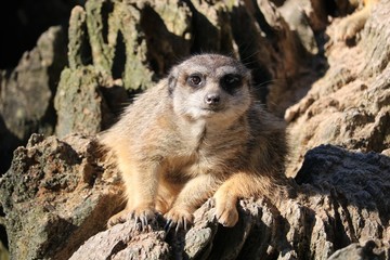 Suricate